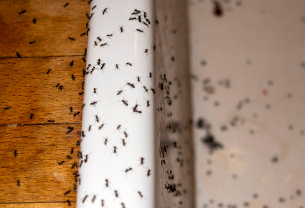 Best Affordable Pest Control Services  in Athens, TX